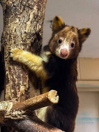 Matschie's Tree Kangaroo joey