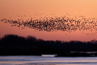 Sandhill Cranes, 3.19