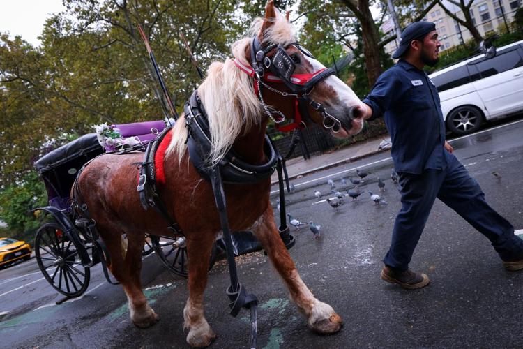 NEW YORK-HORSES/