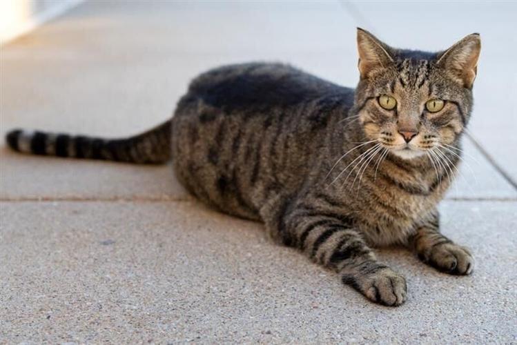 Cameron the Capitol Cat