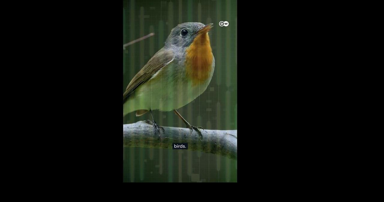 Can AI help us speak to animals?