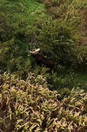 Moose in Nance County