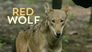 US releases $328M recovery plan for endangered red wolf