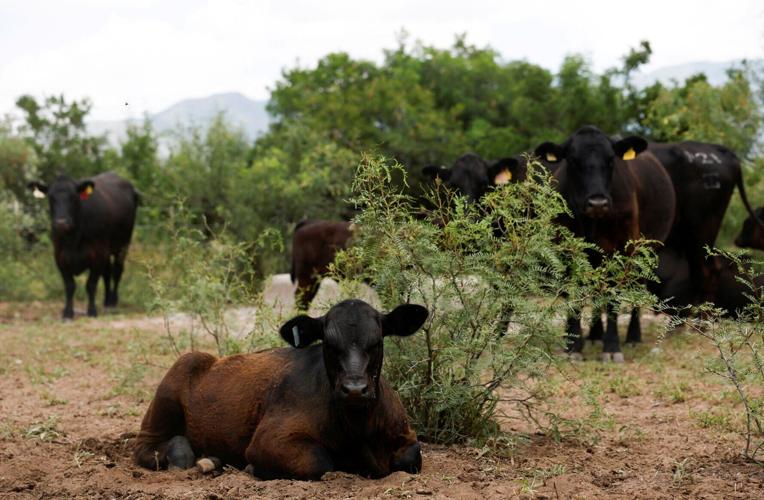 FILE PHOTO: U.S. beef sector contracts while Mexico’s expands after Washington suspends cattle trade