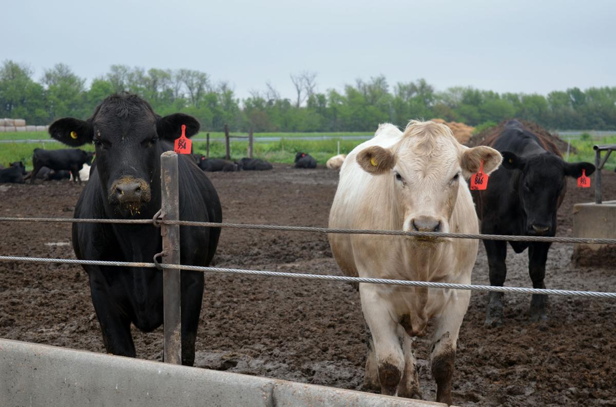 USDA: Nebraska began 2018 with 6 8 million cattle most since 1984