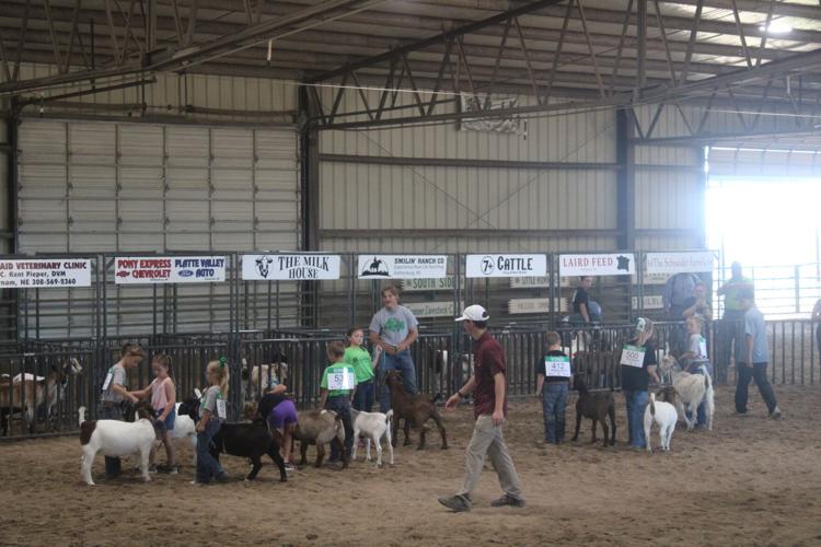 Clover Kids Goat Showmanship.JPG