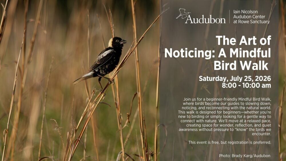 A Mindful Bird Walk