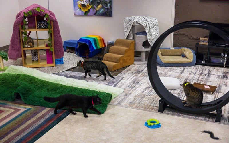 Goodwill Cat Connection, 3.19