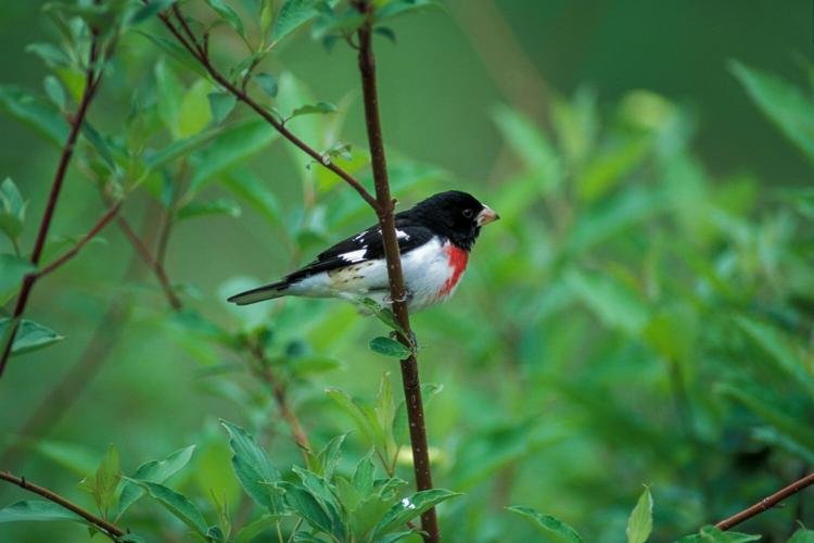 grosbeak