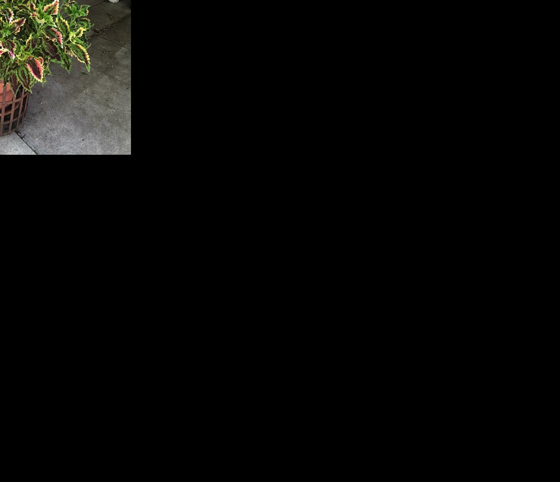 watering 3