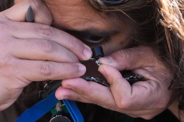 Climate Fungi Conservation