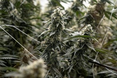 Denver during the annual but informal cannabis holiday, 4/20 (four-twenty)