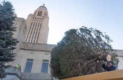 Capitol Christmas Tree, 12.5