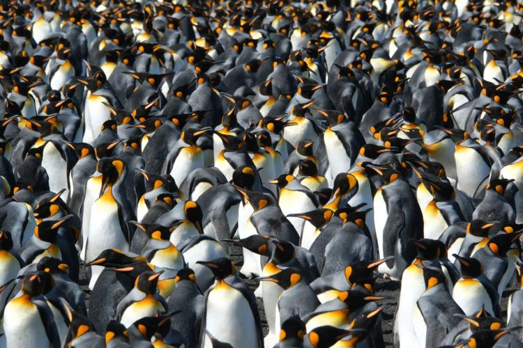 Climate Penguins Adapting