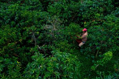 WORLD-NEWS-ENV-CLIMATECHANGE-COFFEE-GET