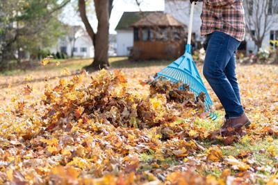 Raking leaves