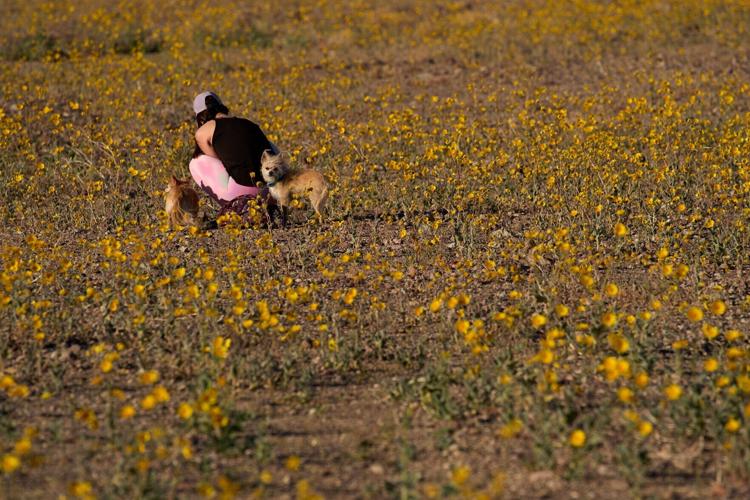 Death Valley Superbloom