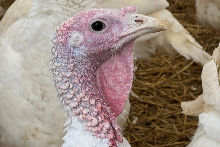 Thanksgiving Prices