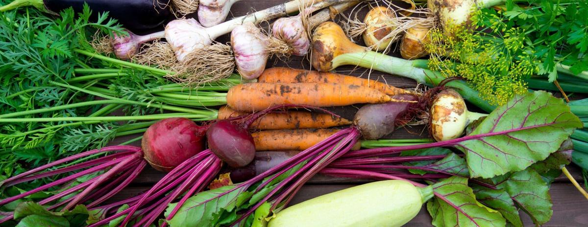 Harvest of Fresh organic vegetables