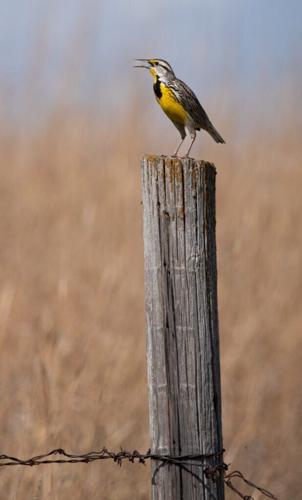 bird-examiner-1