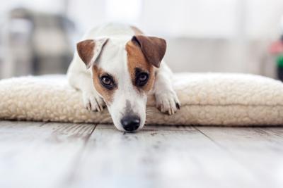 LIFE-PETS-DOGS-SEPARATION-ANXIETY-DMT