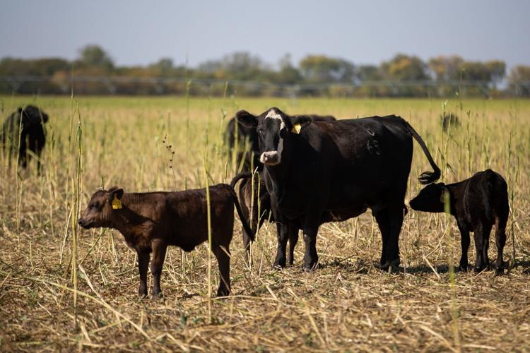 101721-owh-new-beefventures-ar03.JPG (copy)