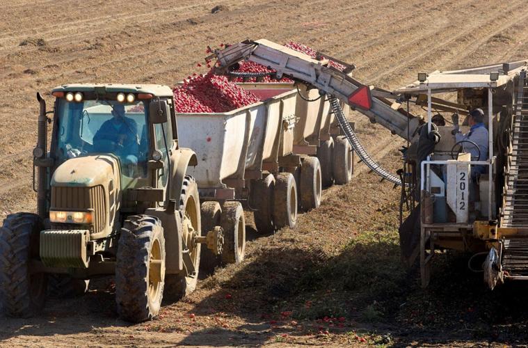Farm workers harvest tomatoes near Davis