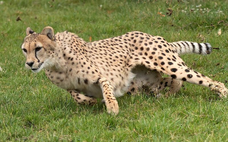 Cheetah run (copy)