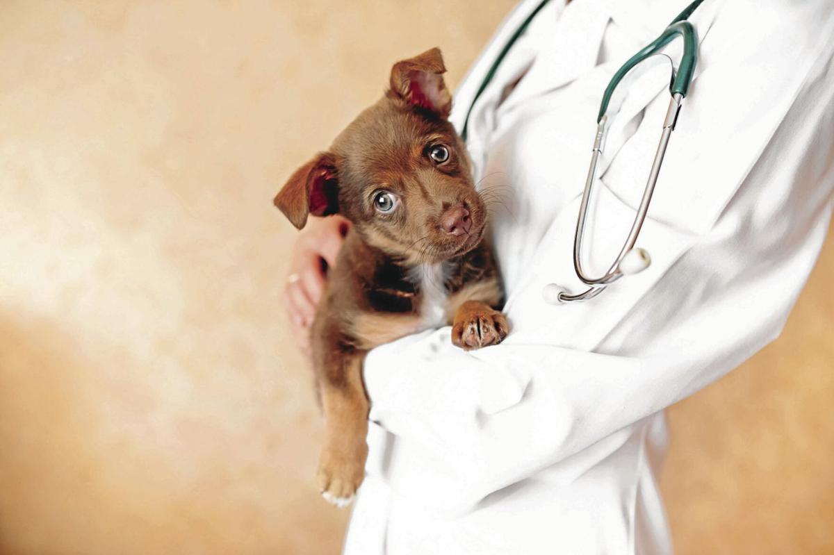 Veterinarian examining a cute dog