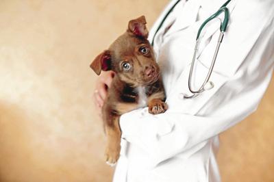 Veterinarian examining a cute dog