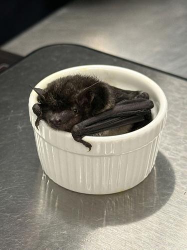 bat1