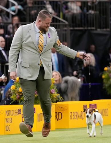 Westminster Dog Show