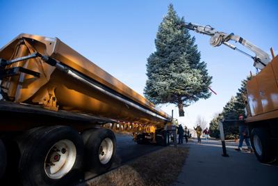 Capitol Christmas tree, 12.5