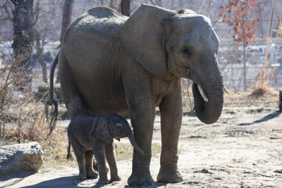 022024-owh-new-elephant​-08.JPG