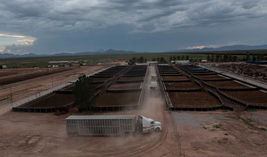 Trucks carrying cattle arrive at the Unión Ganadera Regional de Sonora export corrals in Agua Prieta, Sonora, on Aug. 23, 2026, ahead of their export to the United States through the Douglas, Ariz., port of entry on Aug. 24.