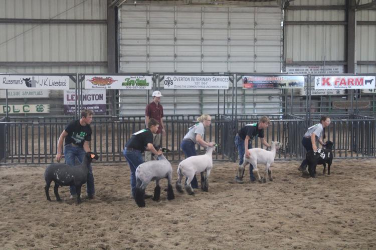 Intermediate Sheep Showmanship