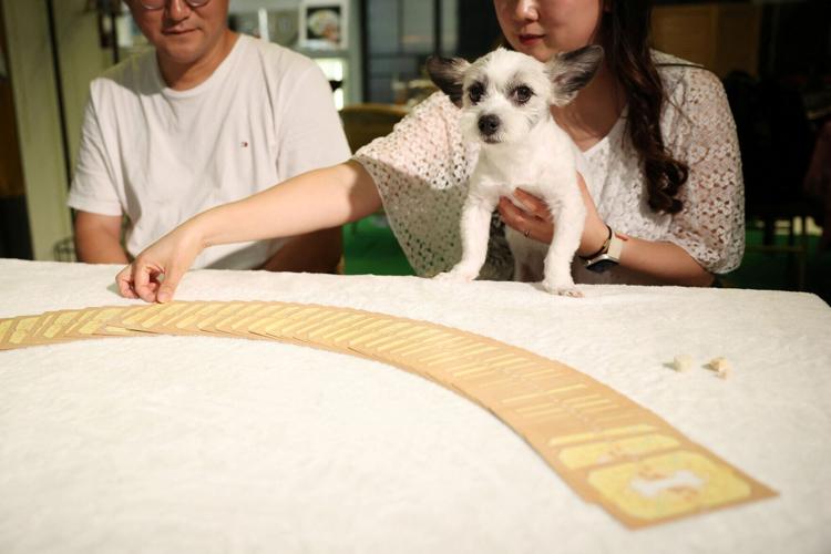 South Korea's pet owners turn to tarot to decode their animals' feelings