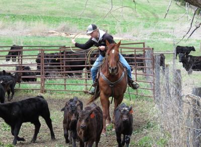 Branding a tradition for families in Nebraska’s cow business