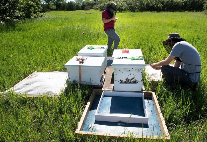 Dead bees