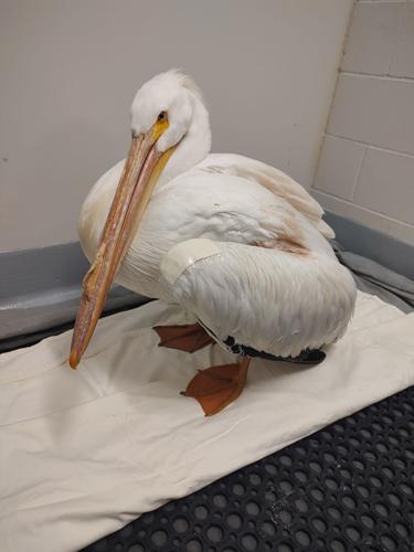 white pelican