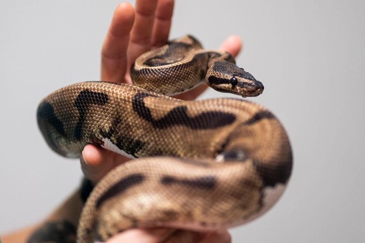 Ball pythons found days apart at Delta Sonic in Amherst
