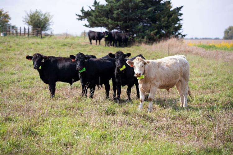 102421-owh-new-beef-em06 (web)