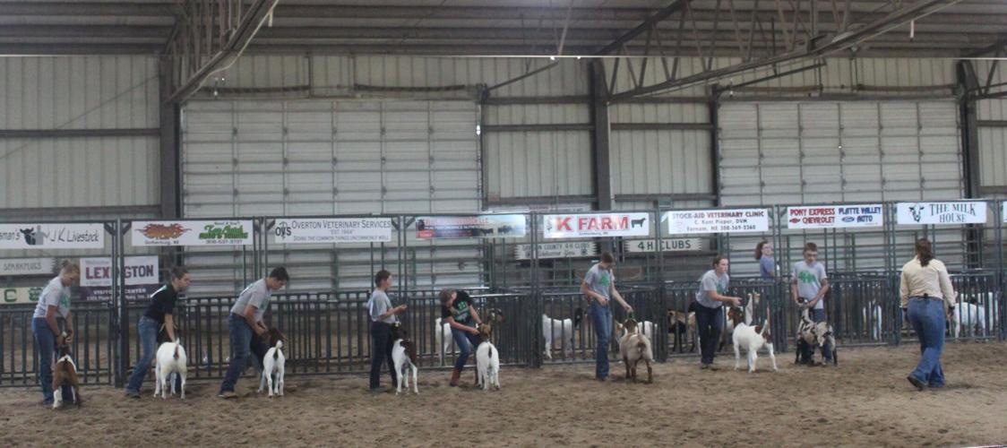Intermediate Goat showmanship.JPG