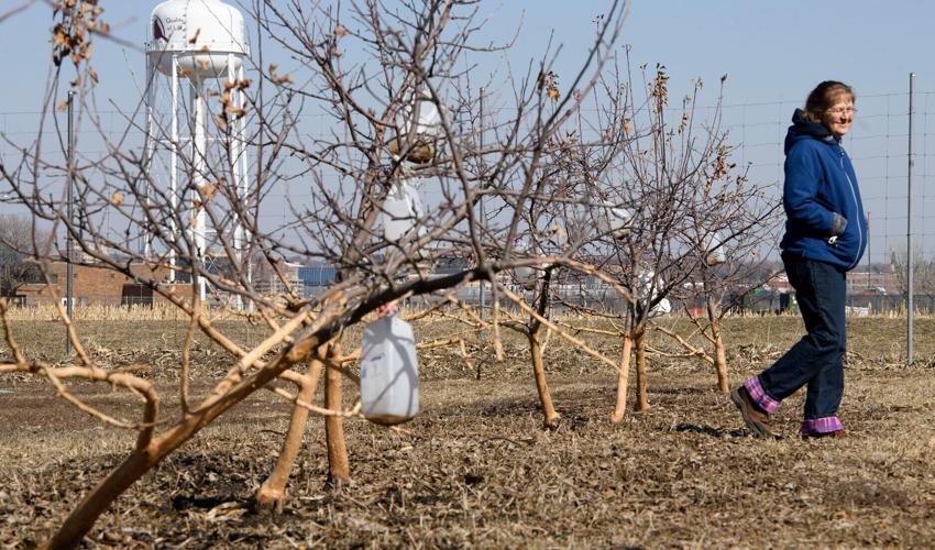 South Sioux City orchard rabbits