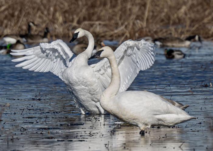 Trumpeter Swan Pair.jpg