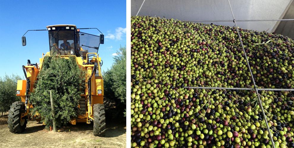 Georgia Olive Farms harvesting