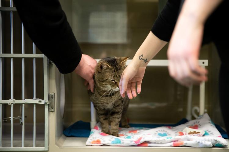 20200322_new_animals_ar10