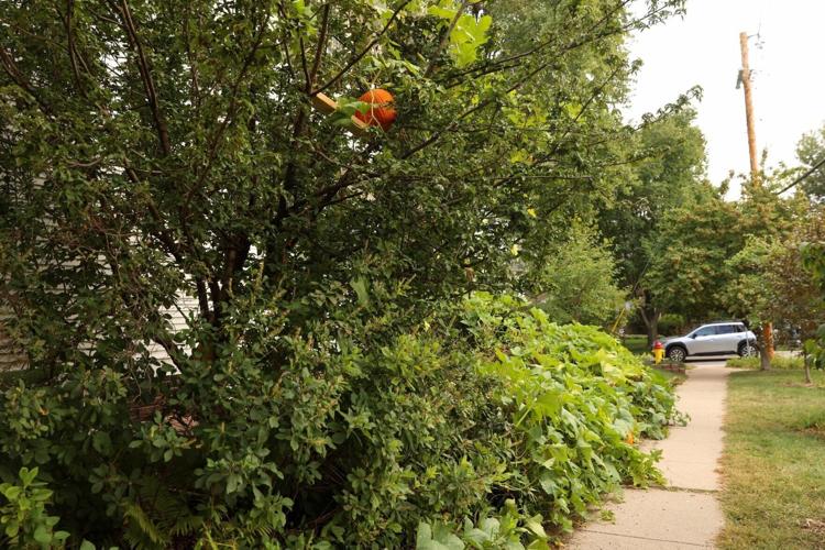 092423-owh-liv-marjgardencol-04