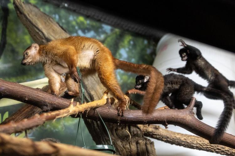 091026-lemur-cm-07