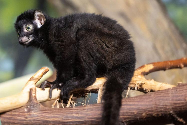 091026-lemur-cm-08